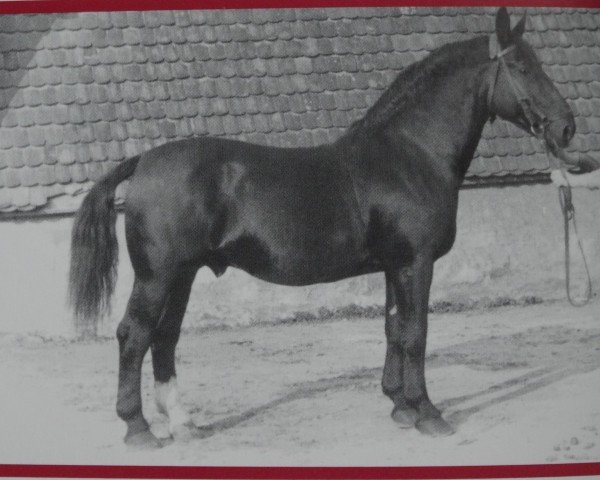 Deckhengst Fürst Mo 957 (Oldenburger, 1946, von Fürst 3688)