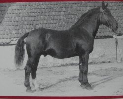 stallion Fürst Mo 957 (Oldenburg, 1946, from Fürst 3688)