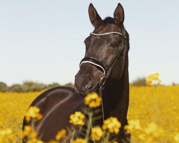 broodmare Miss Millennium 3 (Oldenburg, 2013, from E.H. Millennium)