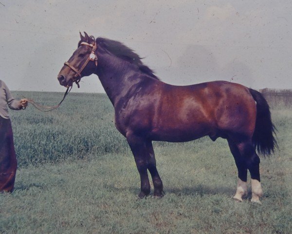 stallion Eike 791 (Oldenburg, 1957, from Edler Mo 4105)