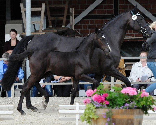 Dressurpferd Stute von Zonik One / Sandro Song (Westfale, 2017, von Zonik One)