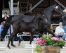 dressage horse Stute von Zonik One / Sandro Song (Westphalian, 2017, from Zonik One)