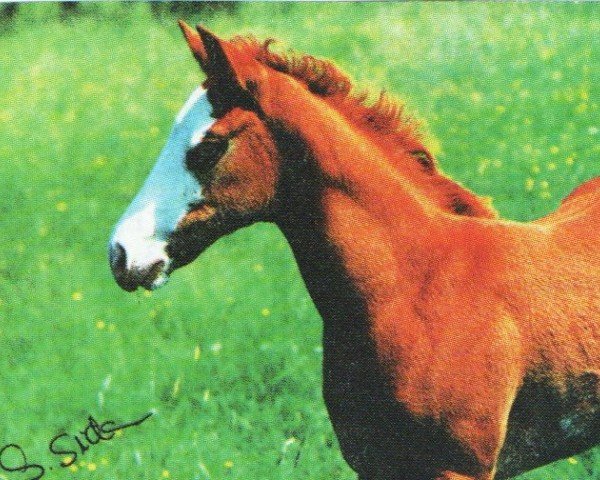horse Double Dee Bar (Paint Horse, 1996, from King Megafleet)