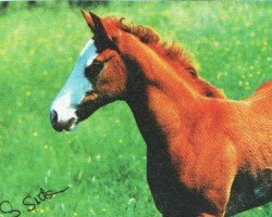 horse Double Dee Bar (Paint Horse, 1996, from King Megafleet)