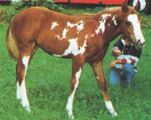 horse Ruby Tuesday (Pintabian, 1996, from King Megafleet)