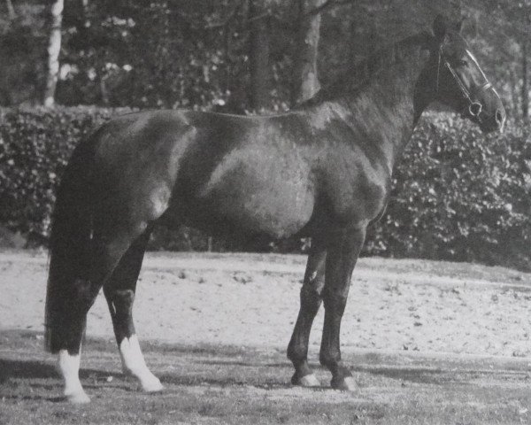 stallion Gustavo (Heavy Warmblood, 2014, from Galantus)