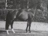stallion Gustavo (Heavy Warmblood, 2014, from Galantus)