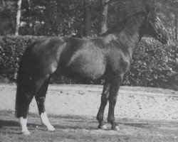 stallion Gustavo (Heavy Warmblood, 2014, from Galantus)