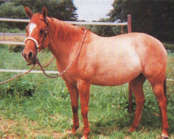 broodmare Sonnys Coppertone (Quarter Horse, 1987, from Sonny Supermann)