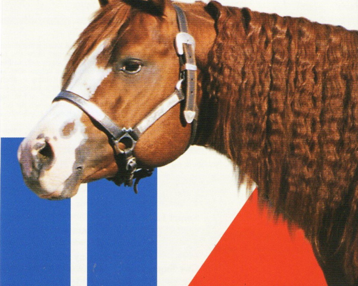 stallion Gallo Pequeno (Quarter Horse,  , from Gallo Del Cielo)