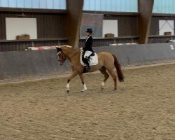 dressage horse Cosmonaut (German Riding Pony, 2019, from DSP Cosmo Royale)