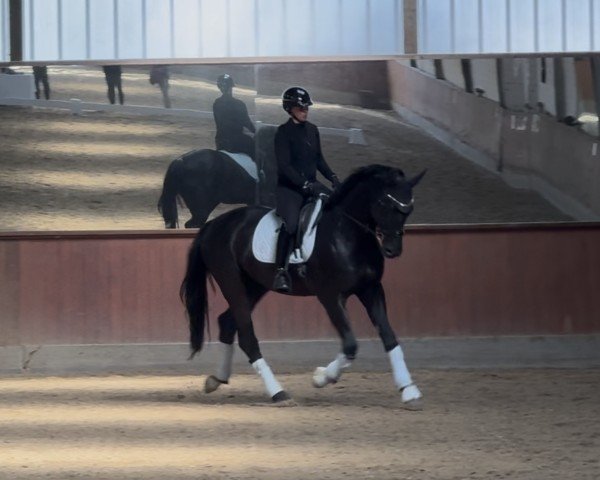dressage horse Diamillos (Westphalian, 2019, from Don Martillo)