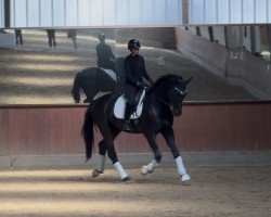 dressage horse Diamillos (Westphalian, 2019, from Don Martillo)
