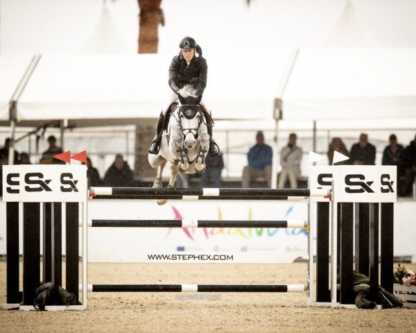 Springpferd Hello Valentino (Schwedisches Warmblut, 2014, von Diamantino)