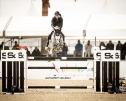 jumper Hello Valentino (Swedish Warmblood, 2014, from Diamantino)