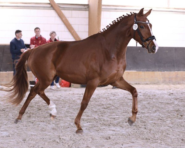 dressage horse Valeria (Hanoverian, 2022, from Von und Zu)