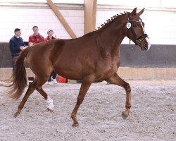 dressage horse Valeria (Hanoverian, 2022, from Von und Zu)