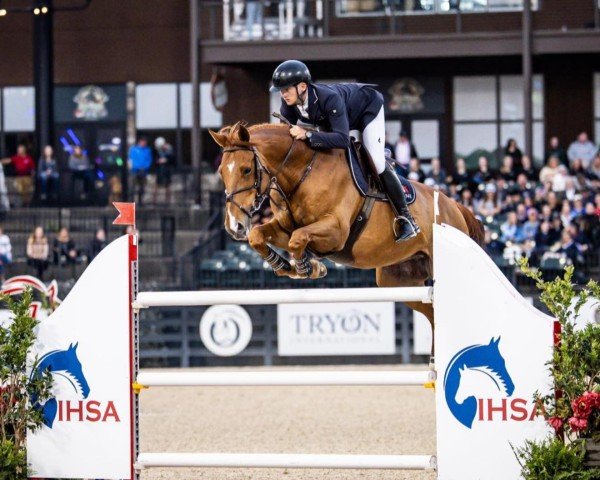 jumper Heineken (KWPN (Royal Dutch Sporthorse), 2012, from Spartacus TN)