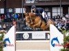 jumper Heineken (KWPN (Royal Dutch Sporthorse), 2012, from Spartacus TN)