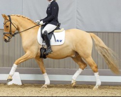 Deckhengst Diamond Dancer G (Deutsches Reitpony, 2016, von FS Don't Worry)