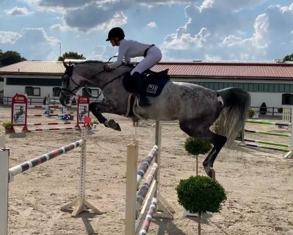 broodmare Luett Beek Eleena (Holsteiner, 2012, from Cayado 3)
