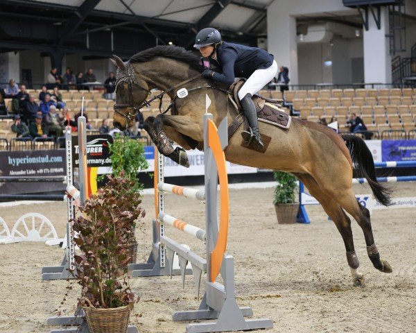 jumper Landrino 6 (Holsteiner, 2006, from Landos)