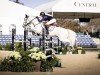 jumper Marcus (Belgian Warmblood, 2012, from Indoctro)