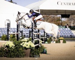 Springpferd Marcus (Belgisches Warmblut, 2012, von Indoctro)