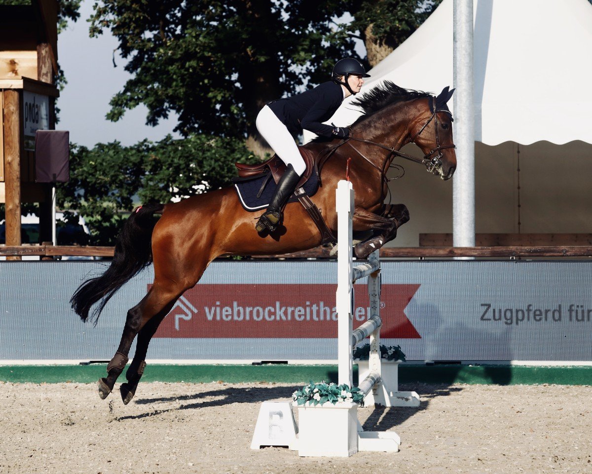 broodmare Starlight XIV (Hanoverian, 2007, from Stalypso)