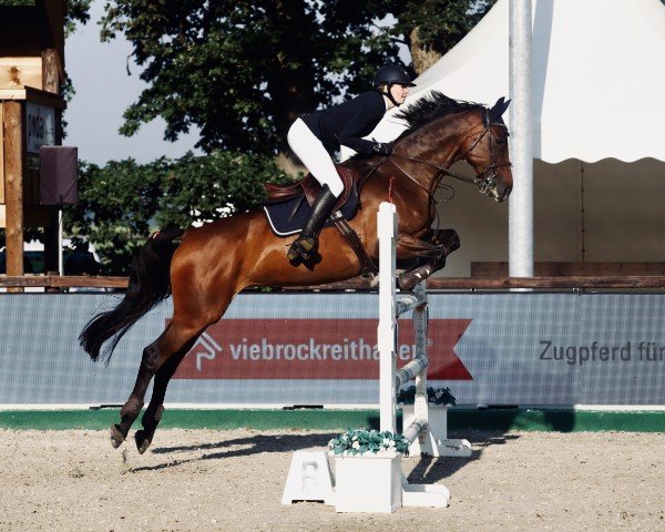 Zuchtstute Starlight XIV (Hannoveraner, 2007, von Stalypso)
