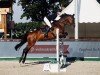 broodmare Starlight XIV (Hanoverian, 2007, from Stalypso)