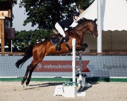 broodmare Starlight XIV (Hanoverian, 2007, from Stalypso)