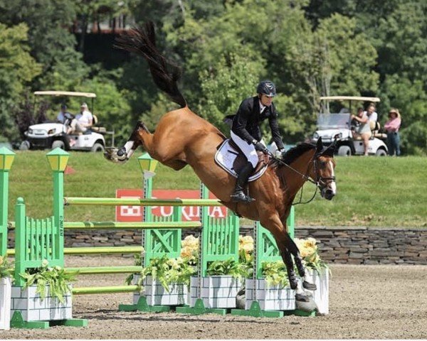 Springpferd Armik (Oldenburger, 2009, von Armitage)