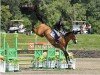 jumper Armik (Oldenburg, 2009, from Armitage)