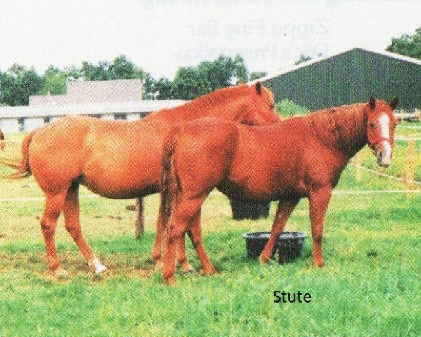 horse SF Joly Star NR 64 (Quarter Horse, 1993, from Skipa Star)