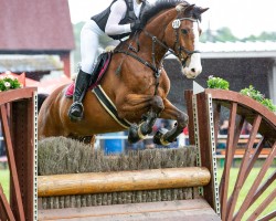 jumper Quadoro K (Holsteiner, 2011, from Quadros 3)