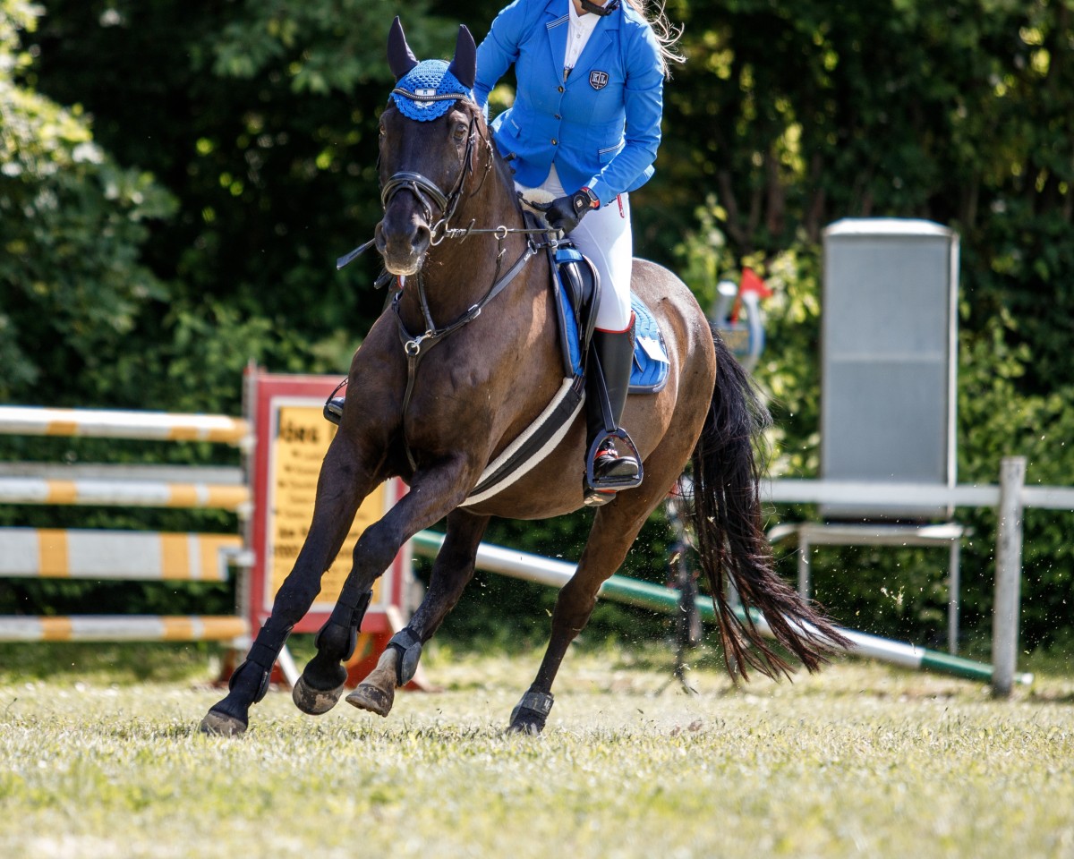 jumper Ein kleiner Filou (Hanoverian, 2003, from El Bundy)