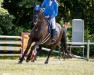 jumper Ein kleiner Filou (Hanoverian, 2003, from El Bundy)