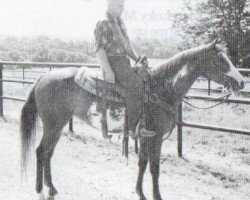 Pferd Three Doc Sue (Paint Horse, 1992, von Doc's Lynx)