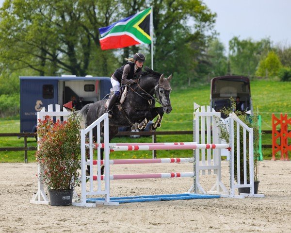 jumper Zivil Code (Oldenburg show jumper, 2018, from Zapatero VDL)
