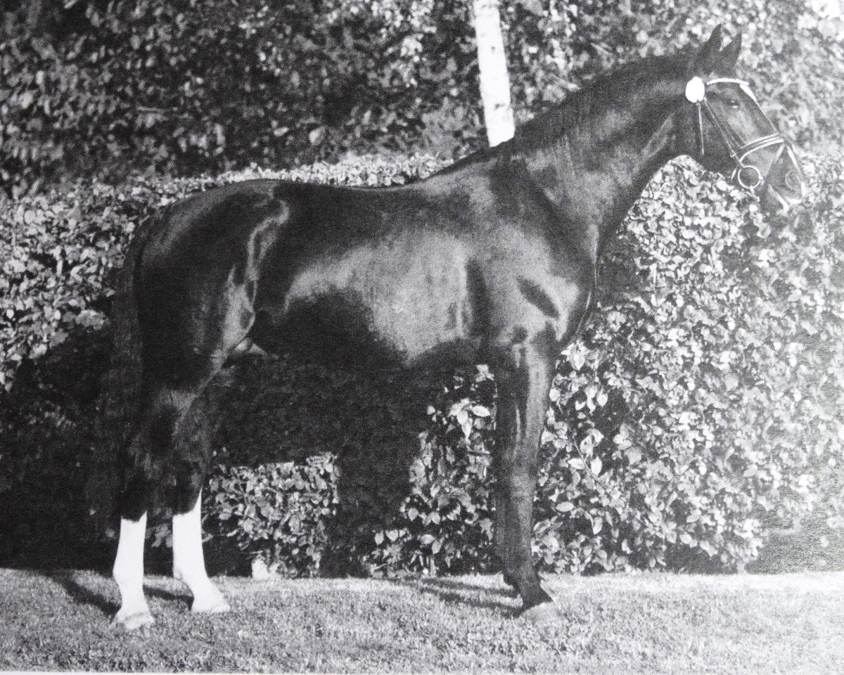 Deckhengst Löwenherz (Sächs.-Thür. Schweres Warmbl., 2013, von Lomitas)