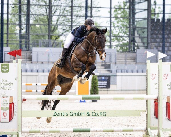 jumper Katootje (KWPN (Royal Dutch Sporthorse), 2015, from Andiamo)