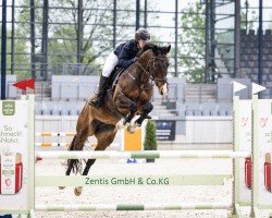 Springpferd Katootje (KWPN (Niederländisches Warmblut), 2015, von Andiamo)