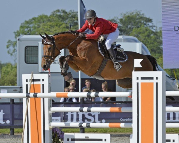 broodmare Lightstar (Danish Warmblood, 2005, from Come Back II)
