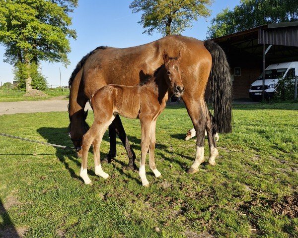 Fohlen Next Hope J (Deutsches Reitpony, 2025, von FS Next Diamond)