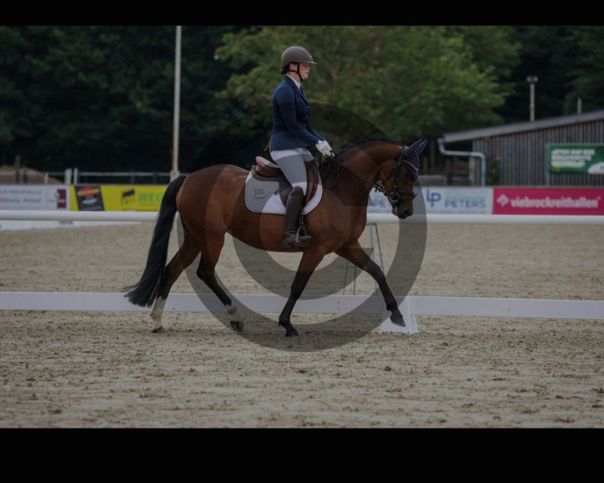broodmare Glamorous Girl (German Riding Pony, 2020)