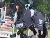 dressage horse Goldstern (Westphalian, 2015, from Goldberg)