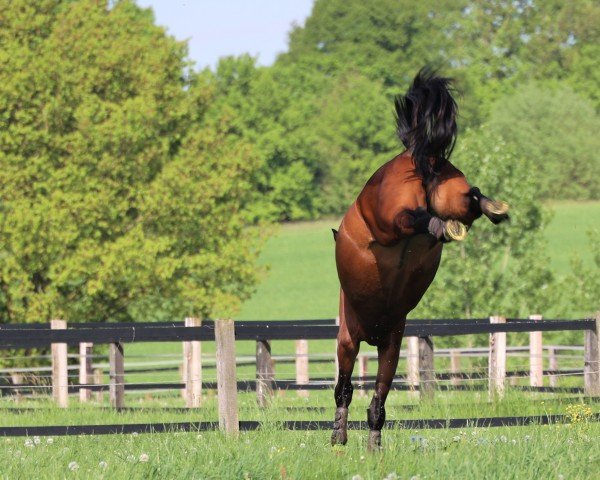 jumper Nora K (Westphalian, 2017, from Niagara d'Elle)