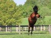 Springpferd Nora K (Westfale, 2017, von Niagara d'Elle)