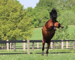 Springpferd Nora K (Westfale, 2017, von Niagara d'Elle)